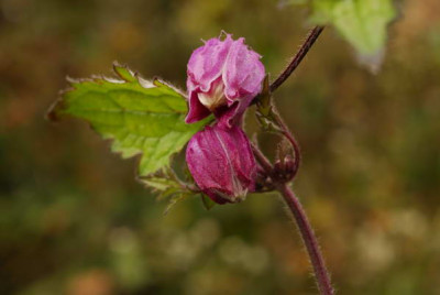 Cl_ranunculoides_8751_resize.JPG