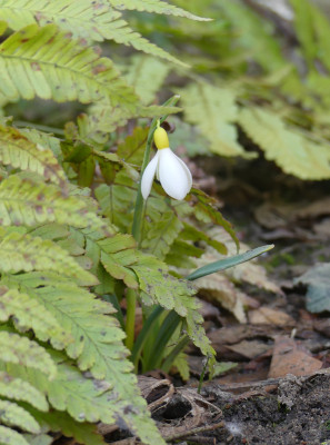2021-02-24 Galanthus 'Primrose Warburg' 1.jpg