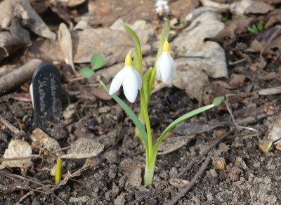 2021-02-24 Galanthus 'Sharman's Late' 1.jpg