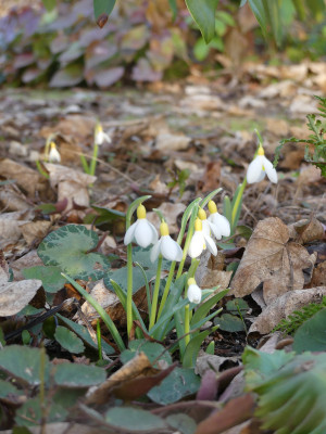 2021-02-24 Galanthus 'Spindlestone Surprise' 1.jpg