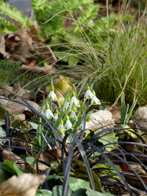2021-02-24 Galanthus 'Trympostor' 1.jpg