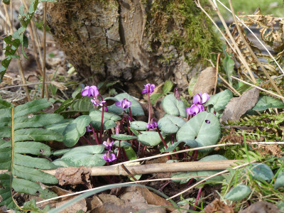2021-02-24 Cyclamen coum 1.jpg