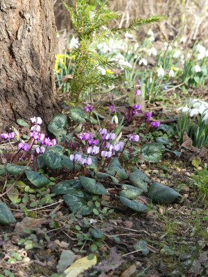 2021-02-24 Cyclamen coum 2.jpg