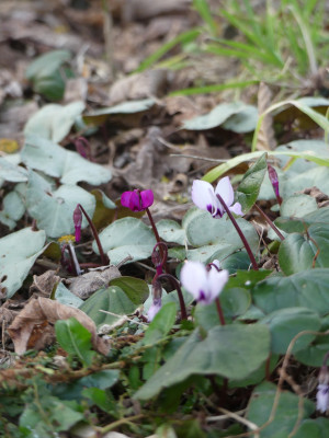 2021-02-24 Cyclamen coum 3.jpg