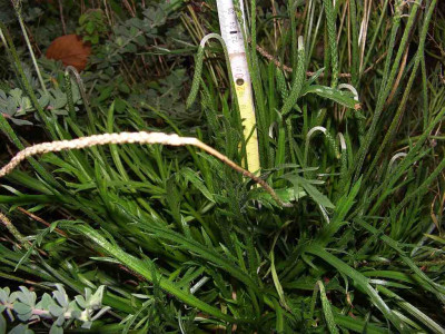 Plantago_coronopus_Beet.jpg