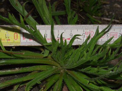 Plantago_coronopus_Weg.jpg