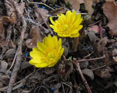 IMG_2630_Adonis_24Febr2021_.jpg