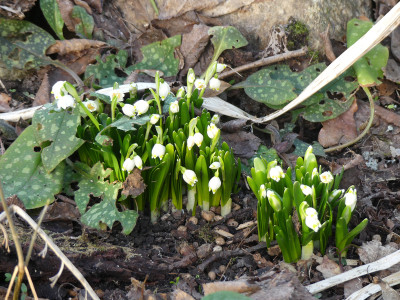 2021-02-24 Leucojum vernum.jpg