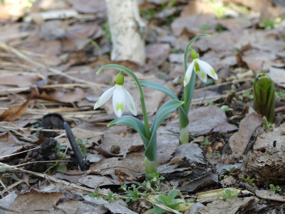 2021-02-25 Galanthus 'Moya's Green' 1.jpg
