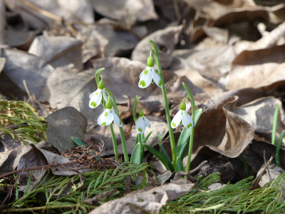 2021-02-25 Galanthus 'Lucy' 1.jpg