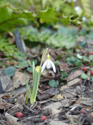 2021-02-25 Galanthus 'Norfolk Blonde' 1.jpg