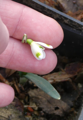 2021-02-25 Galanthus 'Midas' 1.jpg