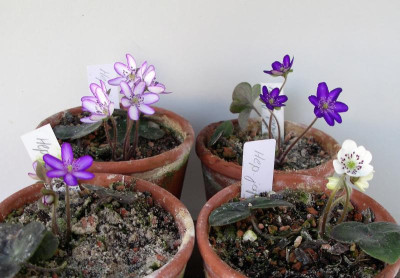 Hepatica japonica Sämlinge 25.02.21.JPG