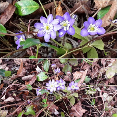 Hepatica.jpg