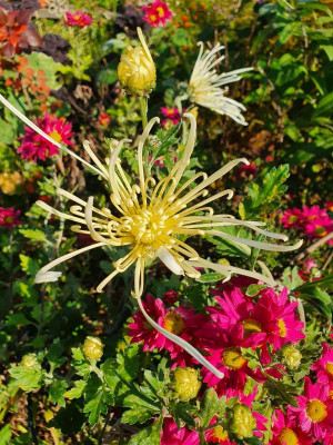 20201105_132748.jpg