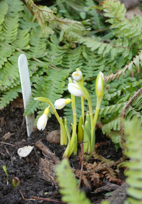 2021-02-25 Galanthus 'Sandersii' 1.jpg