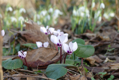 2021-02-25 Cyclamen coum 1.jpg