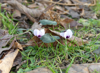 2021-02-25 Cyclamen coum 2.jpg