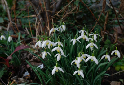 galanthus-blonde-Inge_20.2.21.jpeg