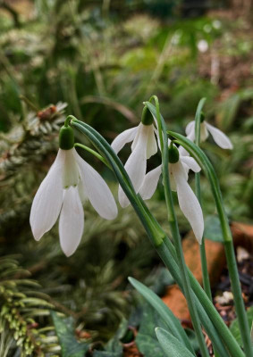 galanthus-ex-petra-wagner_17-2-21.jpeg