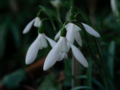 galanthus-ex-petra-wagner_20.2.21.jpeg