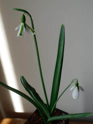 galanthus_philip-andre-meyer.jpeg