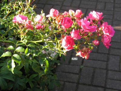 herbstbilder_oktober_november_2007_001.JPG