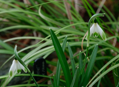 galanthus-alans-treat_20.2.21.jpeg