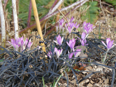 2021-02-25 Crocus tommasinianus.jpg