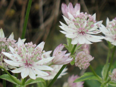 Astrantia_Major_Sunningdale_Variegated.JPG