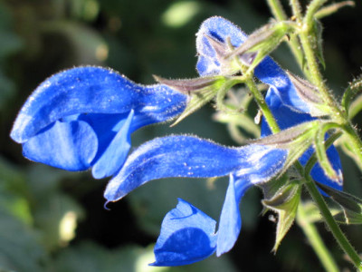 Salvia_patens_Cambridge_Blue.JPG
