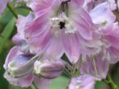 Rittersporn_rosa_2.JPG