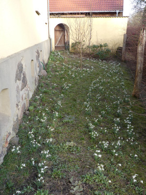 2021-02-25 Vorgarten 1.jpg