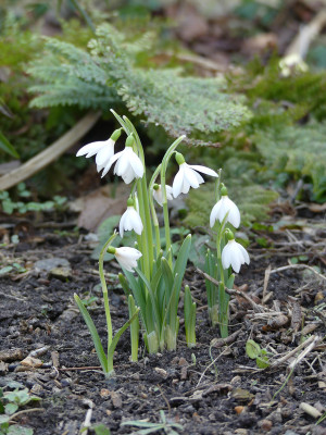 2021-02-25 Galanthus 'Gloria' 1.jpg