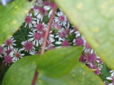 Aster_lateriflorus_Horizontalis.JPG