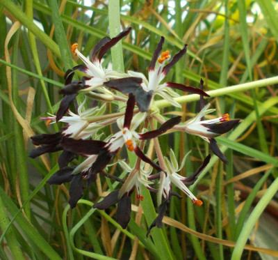 DSCN2623_Pelargonium_auritum_ssp_auritum.jpg