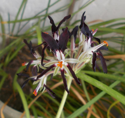DSCN2624_Pelargonium_auritum_ssp_auritum.jpg