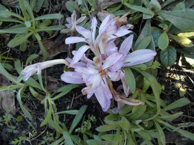 DSCN2620_Colchicum_byzantinum.jpg