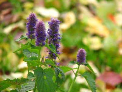 agastache_verspatet.jpg