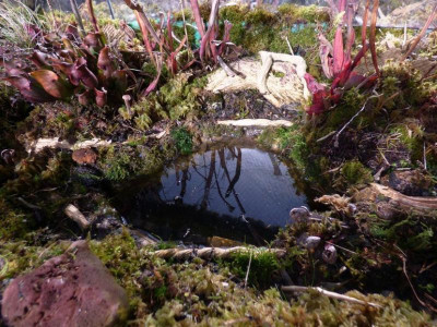 Moorauge im Styrodurmoor.jpg