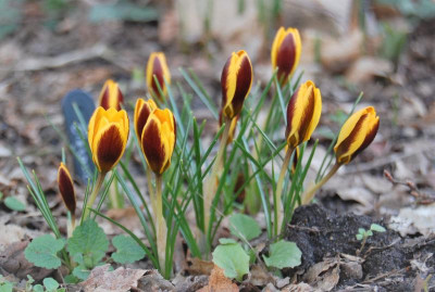 DSC_0678.JPG
