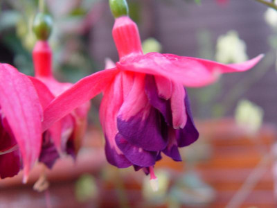 DSC00005.JPG