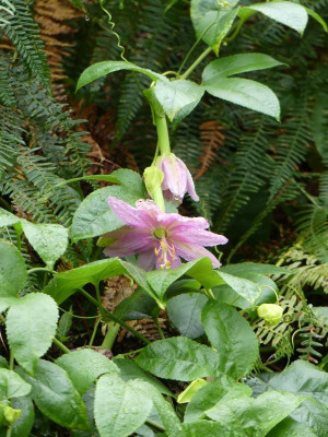 2020-09-16 Levada da Ribeira da Janela P1160562.JPG