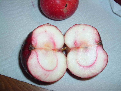 Rote_Sternrenette.jpg
