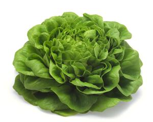 Typ-Multi-Blatt-Kopfsal.jpg