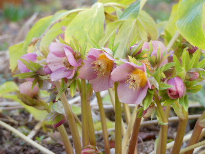 2021-02-26 Helleborus x hybridus 1.jpg