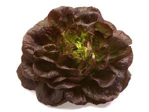 Multi_Blatt_Kopfsalat_rot.jpg