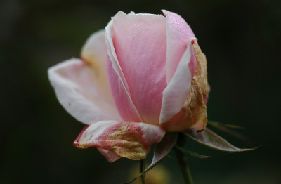 Rosa_Audrey_Hepburn_1_01-11-2007.jpg