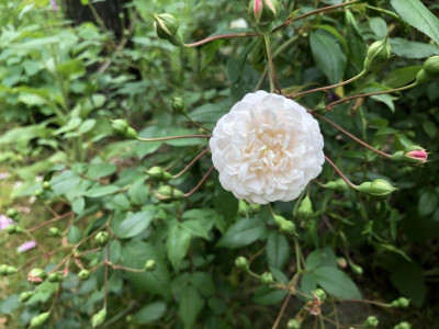 IMG_3248.jpeg