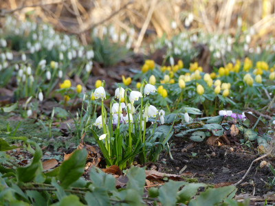 2021-02-26 Gartenimpressionen 3.jpg